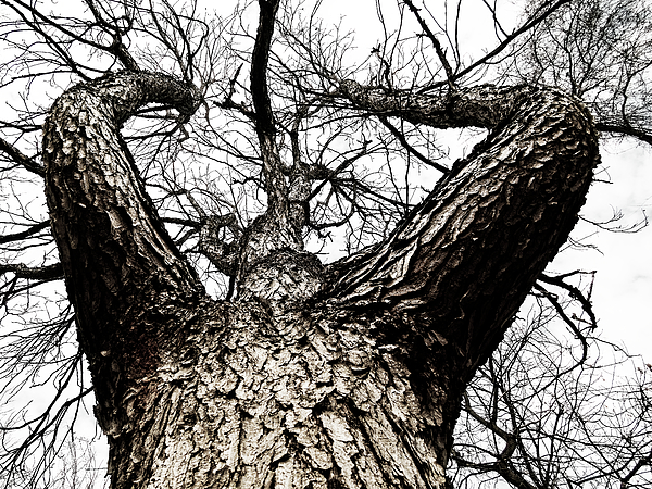 New artwork for sale! - "Atlas tree" - fineartamerica.com/featured/atlas… <a href="/fineartamerica/">Fine Art America</a>