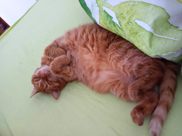 hungo_boss's tweet photo. Cookie didn't let me get out of bed today to do my work. :) https://t.co/Oqz8Cm85AG