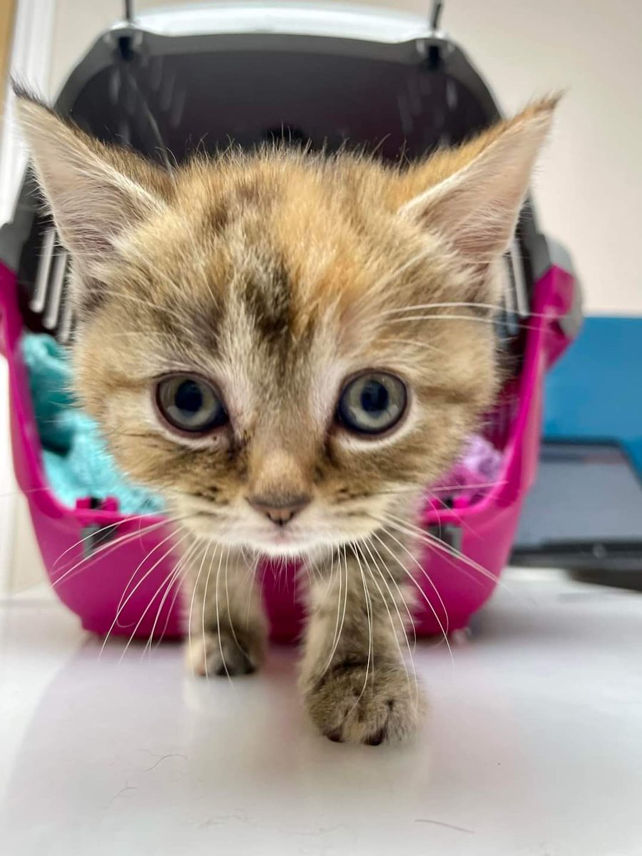 This absolutely cutie melted our hearts today 🤍🧡🤎
#mulberryhousevets #kittens #firstvisit