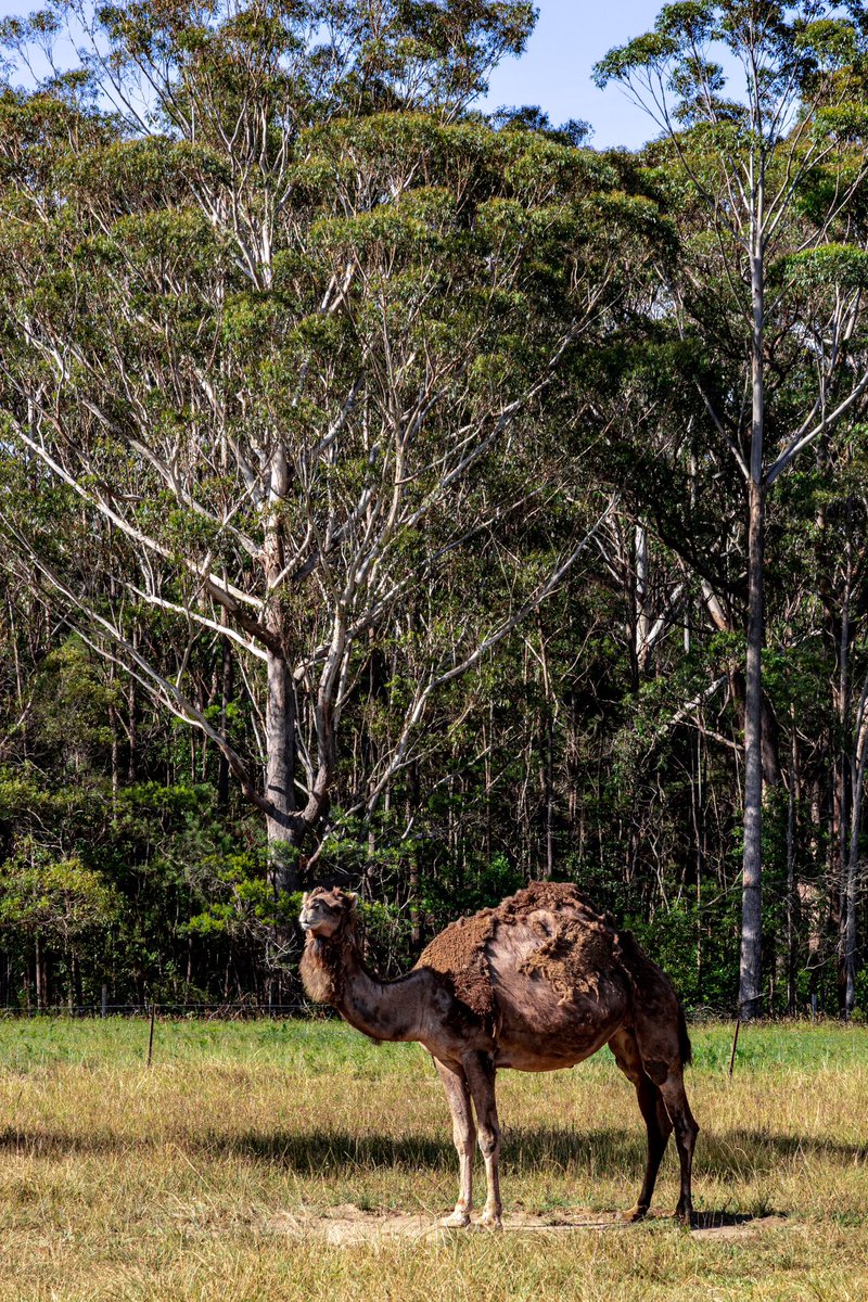 The camel is back. #photography #Nature #AnimalWildlife #Field #Mammal #camel #canonaustralia #canoneosr #shoalhaven