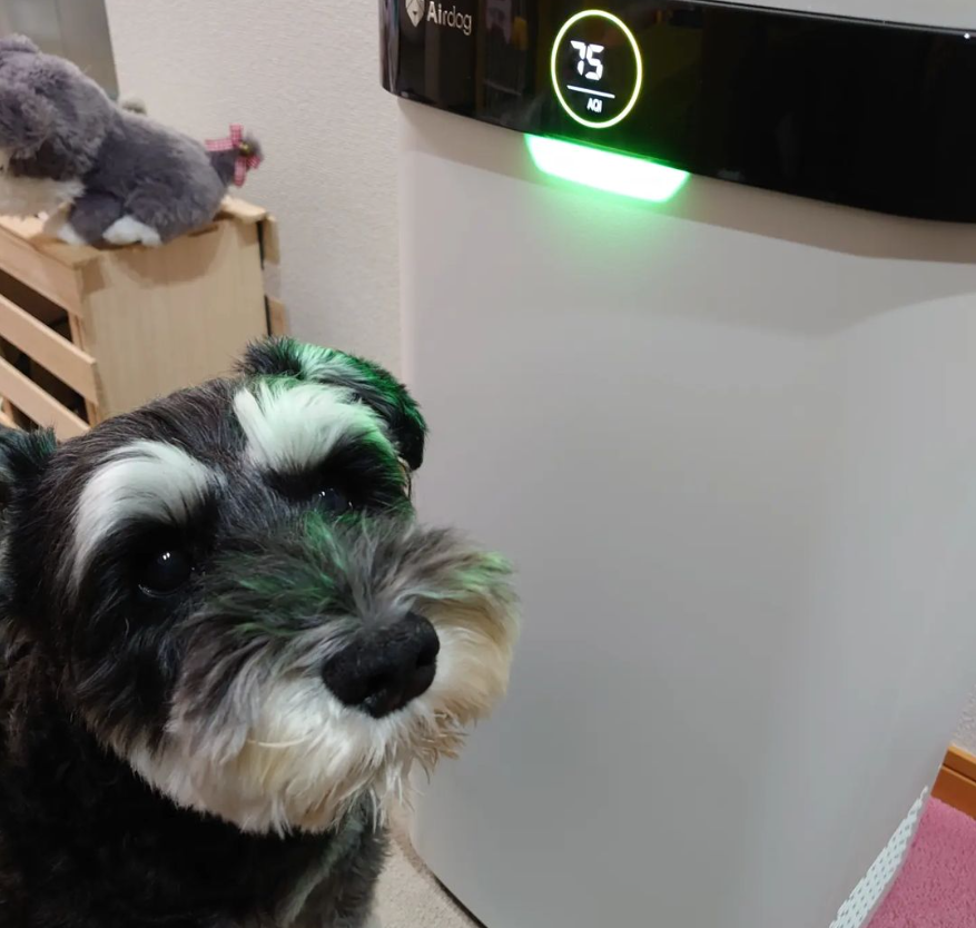 KronosAir's tweet photo. Dogs love us because we help keep the air in their homes clean &amp; safe. They also reduce allergens, pet dander, smoke, dust mites &amp; odors for a healthier environment. Give your furry friends some extra love by getting a Kronos Device today! #KronosAir #dogs
https://t.co/BUeAzkfb4L https://t.co/mEDUcnYW2W