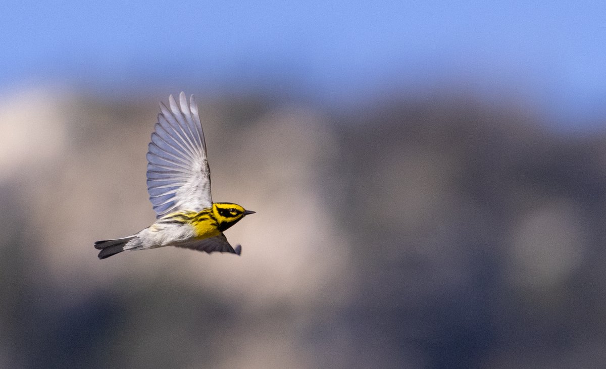 Unreal morning of birding above Los Angeles today: more than 20,000 warblers flying through Bear Divide: ebird.org/checklist/S134…