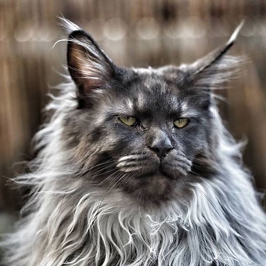 Killer look 🥲
#cat  #cats #catlover #catlife   #caturday #catlady #catoftheworld #bigcat #catloversworld #meow #meowmeow #meow_beauties #bestmeow  #chat #mycat #mainecooncats #mainecoonlove  #catloversclub #catlove #catloversworld #mainecoon #mainecoons