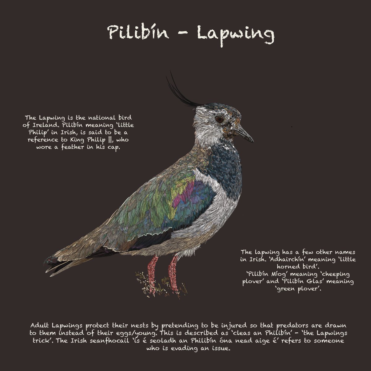 Manchán Magan tweet media