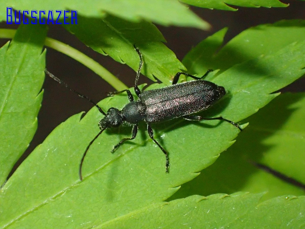 Bugsgazer ～虫をみるひと～さんと他100人 on Twitter 