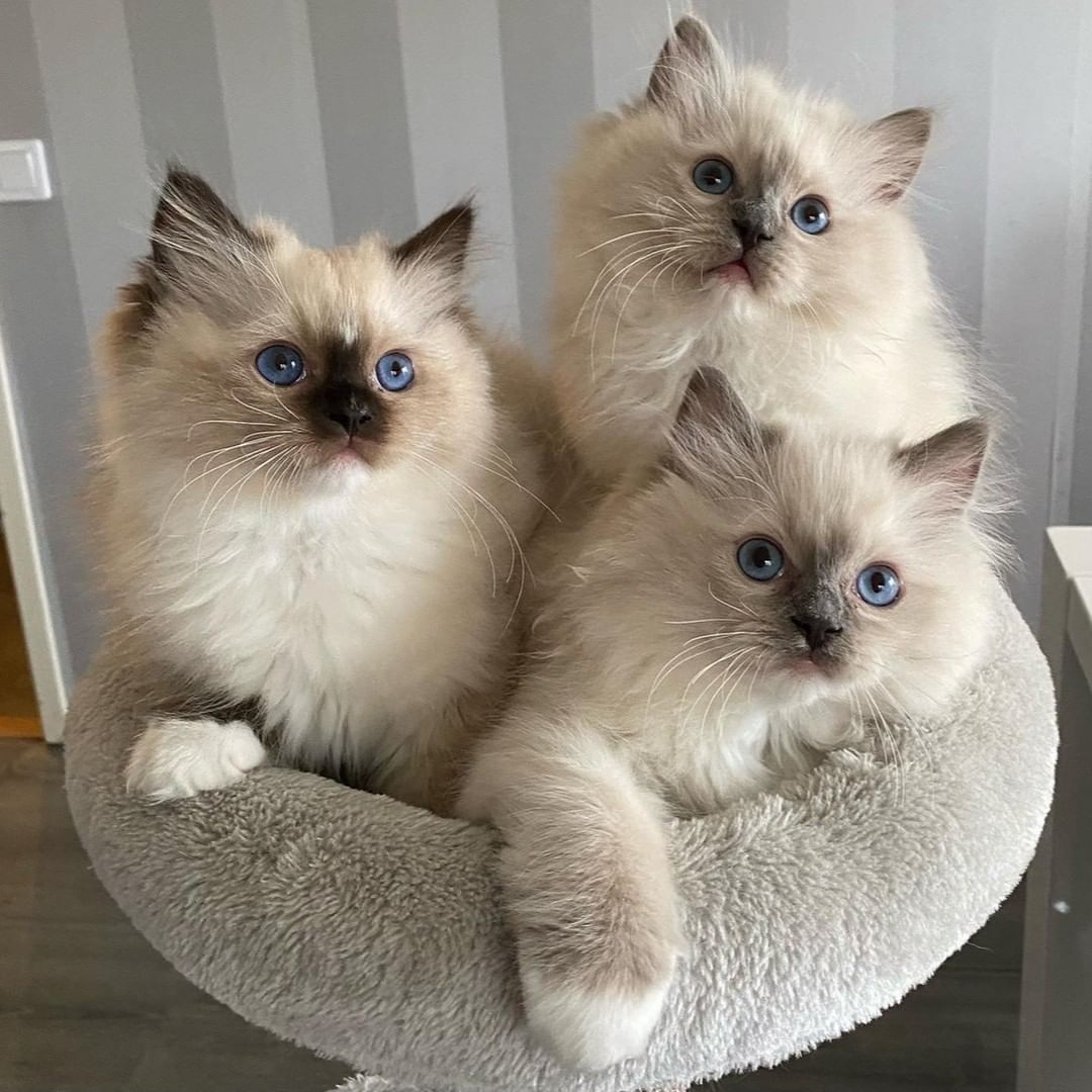 RagdollsClub's tweet photo. 3 gangstar 😍
#ragdoll #ragdollcat #ragdollkitten #ragdollworld #ragdollkitty #ragdolllovers https://t.co/Xd09PndnSY