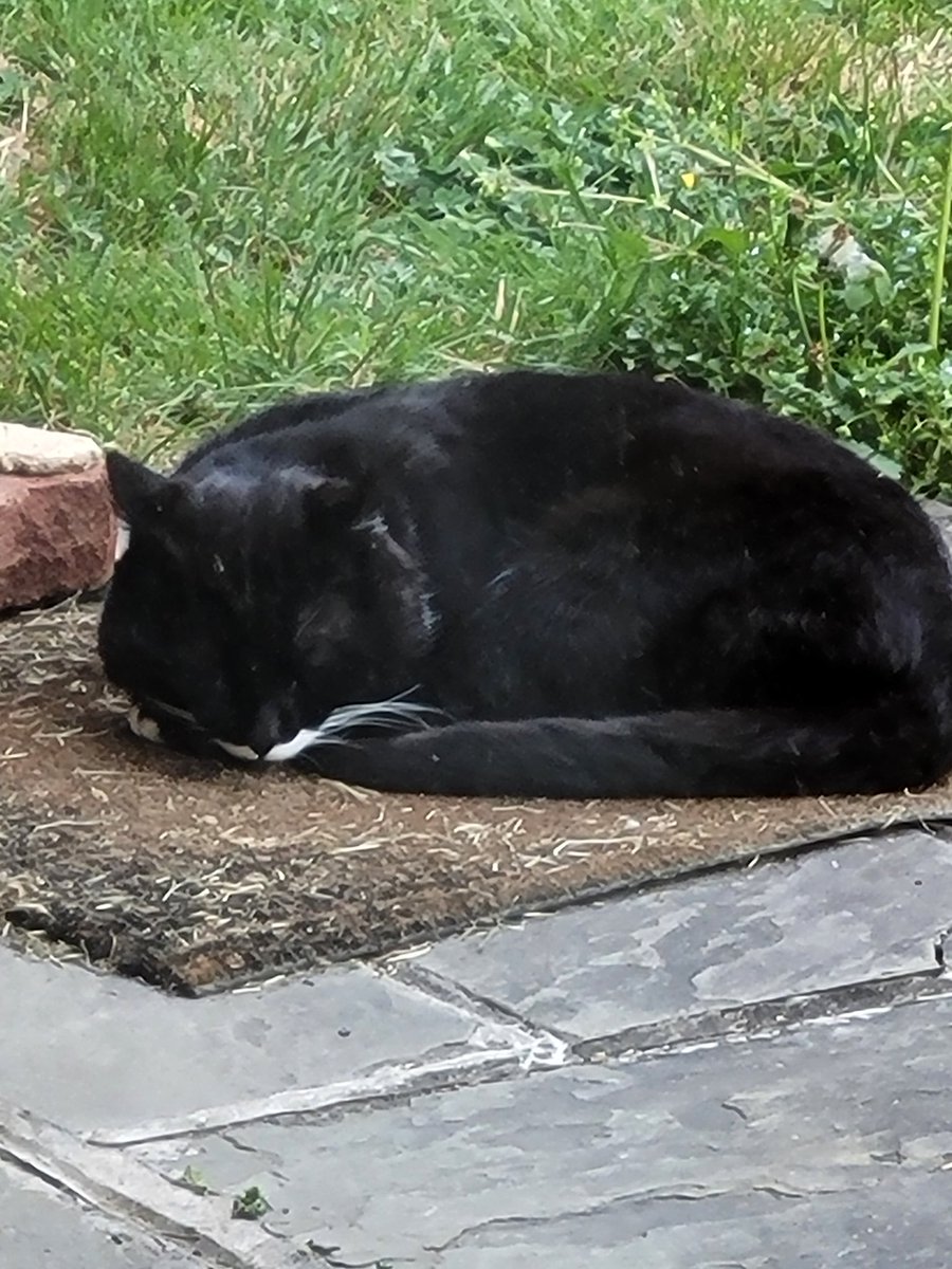 JamiLynGreer1's tweet photo. My mat. Not my cat.🙂 https://t.co/EQPHZgh90z