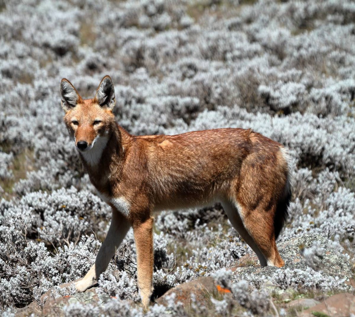 ethio_hub7's tweet photo. One of the worlds rarest canid, the Ethiopian wolf is an endangered animal with only about 500 individuals left in the wild.

#ethiopia #africa #travel #travelphotography #photography #photooftheday #ethiopian #nature #travelgram #omovalley #portrait #etiopia #instatravel https://t.co/3CEoSDmd0a