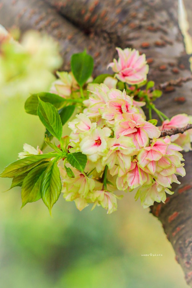 naga7249's tweet photo. 花束💐みたいな
ウコン桜🌸🌸🌸 https://t.co/mWzTazKj64