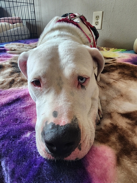 AdoptCCAnimals's tweet photo. #Dog #Kokomo_CCSTCA_01 One blue eye, one brown eye. Such a beauty. https://t.co/RV87uh5423 https://t.co/wHen2QnKLt