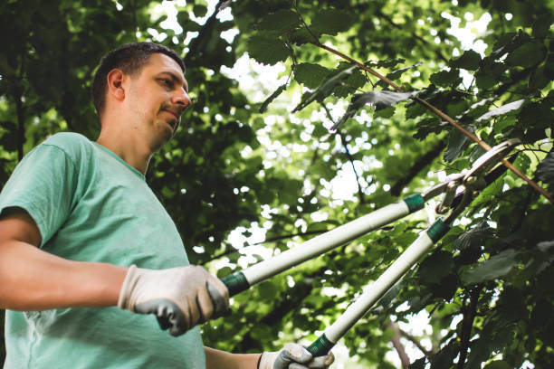TheTreeDoctor4's tweet photo. Your tree's size may be a nuisance or a source of pride. Do you manage your tree's size and shape through regular trimming, and how often do you use this service? Tell us all about it in the comment section below! https://t.co/uRYq670ueD