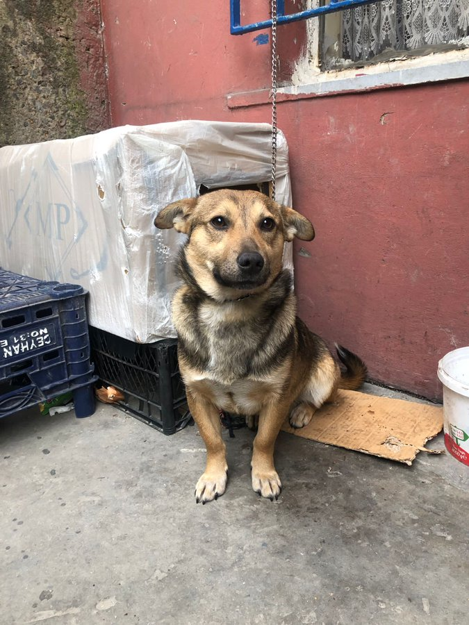 zllktlr's tweet photo. "İstanbul Kadıköy
8 Aylık, erkek. sokakta dövenlerin elinden geçici korumaya alınmış
KALICI YUVA ARIYOR. 0532 137 7627 https://t.co/Wsv23LA4pU https://t.co/iAdyA9rEqf