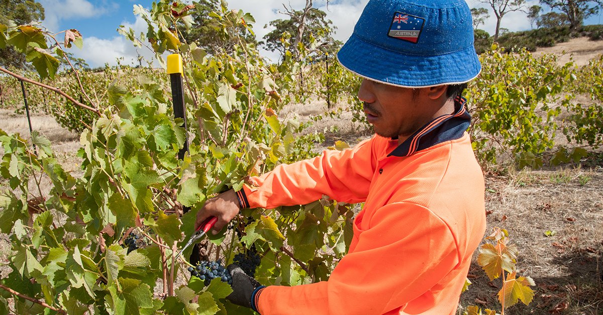 FarmTableAU's tweet photo. Employing Farm Contractors?
See our latest guide to pay rates for workers on farms and in the Ag Industry ->
#hr #contractors #contractor #farming #farmlabour #agchatoz https://t.co/ZcTP6noFhB https://t.co/MwrfPJnxQU