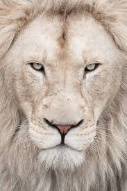 Sweet Dreams🧡🧡🐾🐾