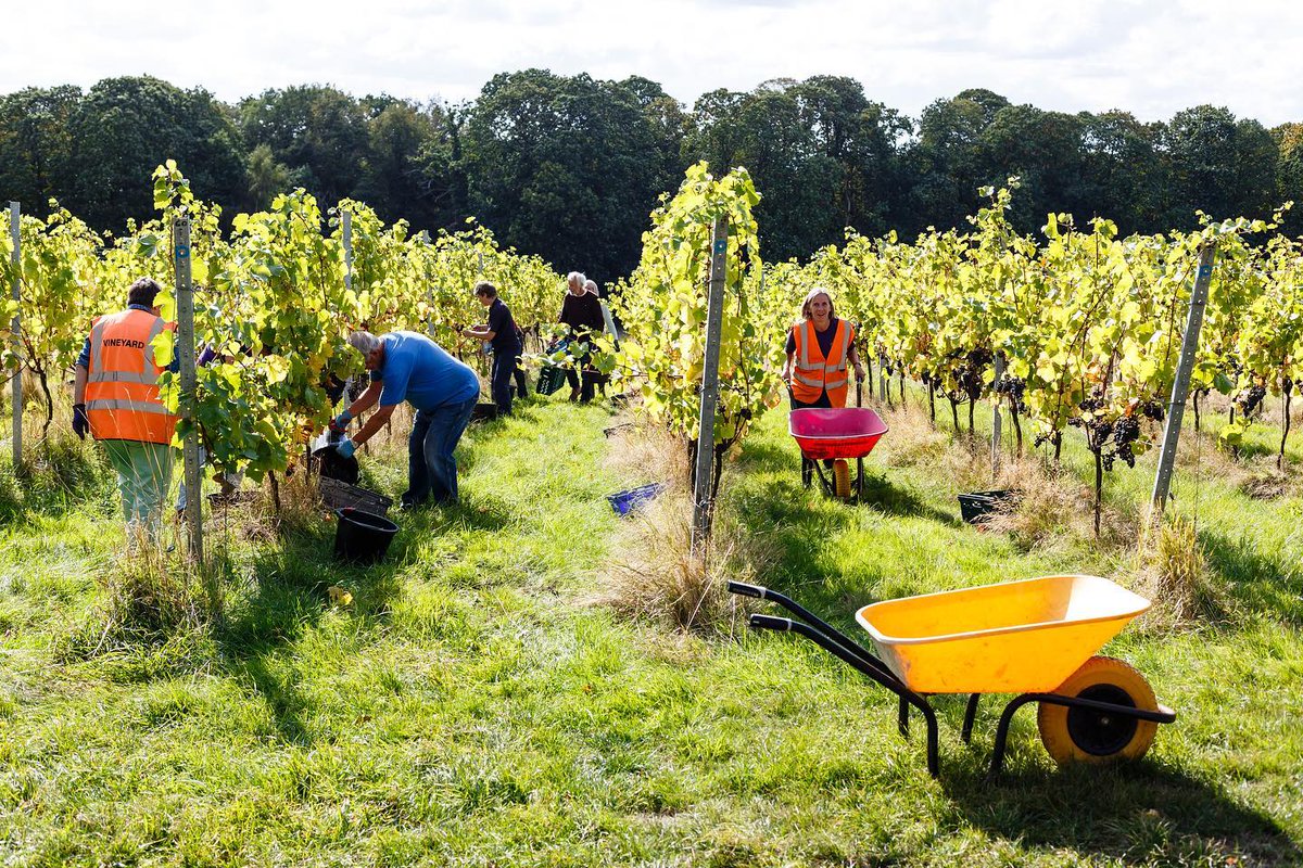 Kate McGeevor 🏳️🌈 (@katemcgeevor) on Twitter photo The amazing team at Forty Hall Community Vineyard <a href="/fhvlondon/">Forty Hall Vineyard</a> need your help. Donate now to fund the tractor needed to save this brilliant #organic project ❤️localgiving.org/tractorfund <a href="/SoilAssociation/">Soil Association</a> The amazing team at Forty Hall Community Vineyard <a href="/fhvlondon/">Forty Hall Vineyard</a> need your help. Donate now to fund the tractor needed to save this brilliant #organic project ❤️localgiving.org/tractorfund <a href="/SoilAssociation/">Soil Association</a>