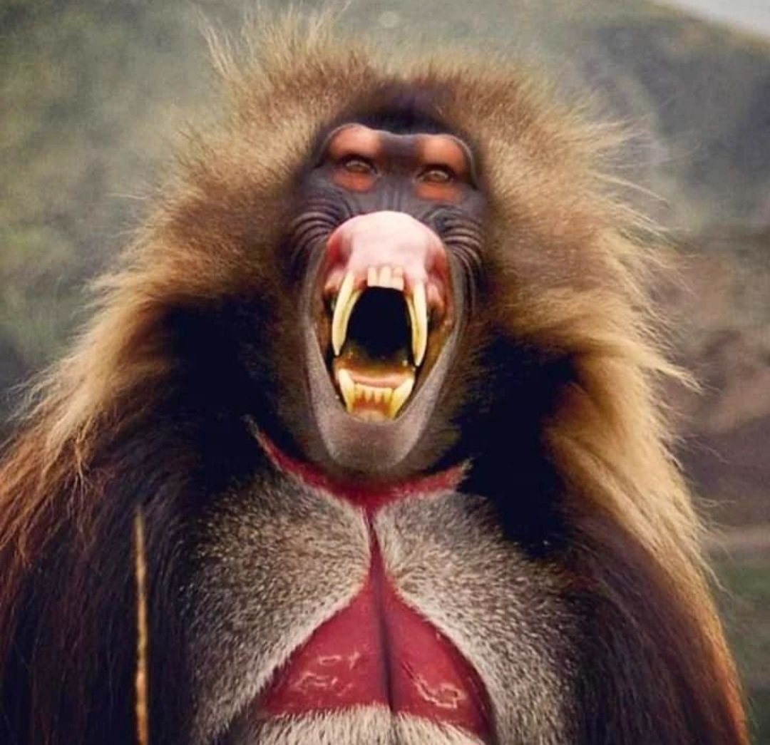 ethio_hub7's tweet photo. The gelada, sometimes called the bleeding-heart monkey or the gelada baboon, is a species of Old World monkey found only in the Ethiopian Highlands, living at elevations of 1,800-4,400 m above sea level. 
#ethiopia #africa #travel #travelphotography #photography #photooftheday https://t.co/lMIQLokWoK