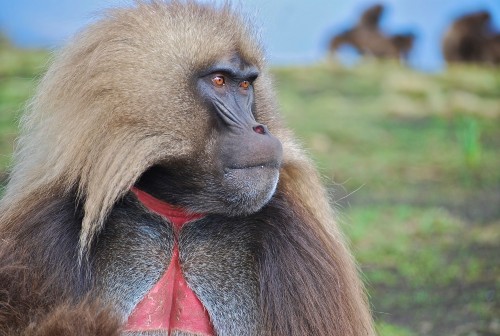 ethio_hub7's tweet photo. The gelada, sometimes called the bleeding-heart monkey or the gelada baboon, is a species of Old World monkey found only in the Ethiopian Highlands, living at elevations of 1,800-4,400 m above sea level. 
#ethiopia #africa #travel #travelphotography #photography #photooftheday https://t.co/lMIQLokWoK