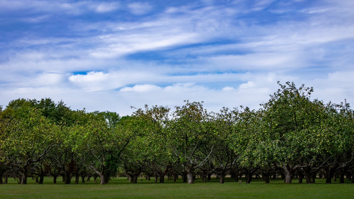 In traditional orchards people and nature meet unlike in any other place. 🌳

This spring, celebrate your local orchard for #OrchardBlossomDay. 🌸

Sites across the country are hosting events with  tours, produce fairs, picnics and more.👇
orchardnetwork.org.uk/orchard-blosso…

📸Coton Orchard