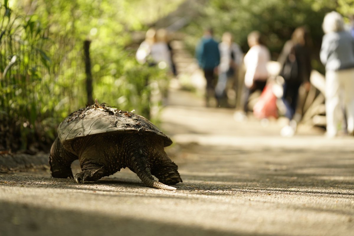 just another central park jogger… #birdcpp