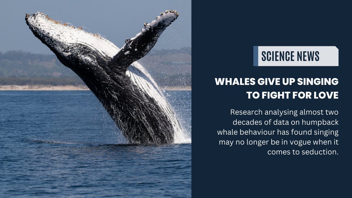Male humpback whales along Australia's east coast are ditching singing for a more aggressive approach to attract mates, says study led by Assoc. Prof. Rebecca Dunlop from <a href="/UQ_News/">UQ News</a> 

Find out more here: uq.edu.au/news/article/2… 
#QldScience