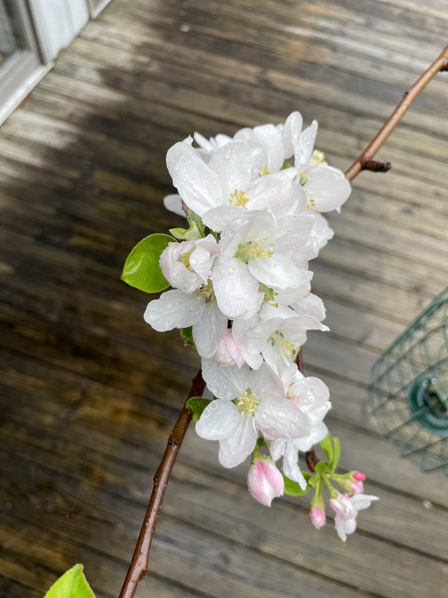 nefancyfoods's tweet photo. Apple blossoms at the farm.
#farmLife
#farmtoTable
#farmtoPlate https://t.co/RMsKdhr81L