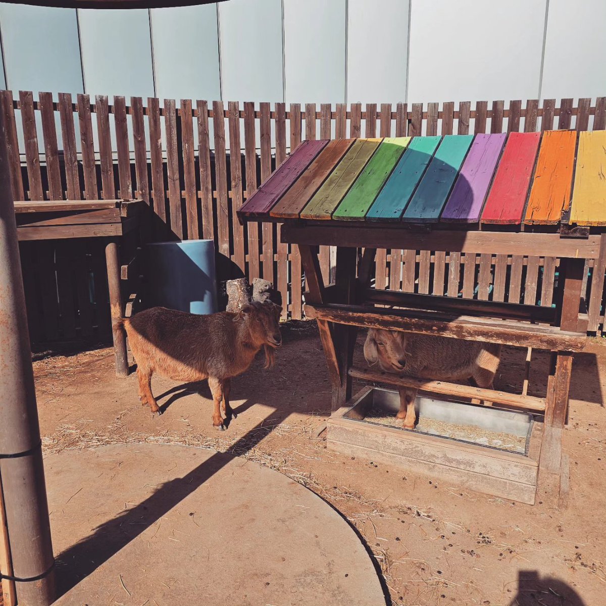 mc_xanthe's tweet photo. The rooftop farm at Aquaplanet Ilsan #ilsan #seoul #korea #photography #farm #animals #sheep #horse #donkey #goat #rabbit #rooftop #cute #sunny #aquaplanet #aquaplanetilsan https://t.co/r3Df6TUe6W