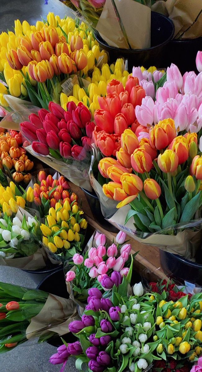 no hay cosa mas linda que los tulipanes