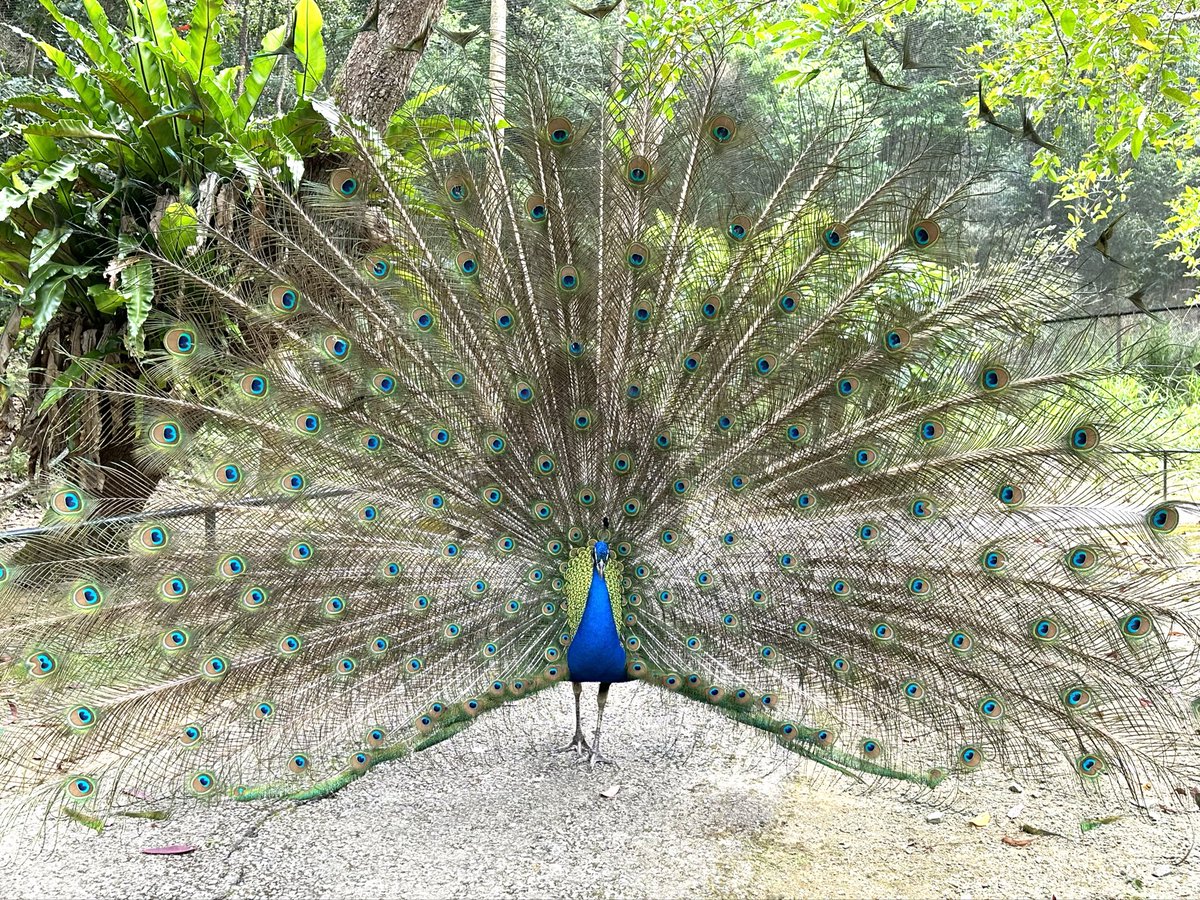 kawataru_j's tweet photo. Peafowl -^-^ *・.° 🦚
#Peafowl #Phasianidae #Aves #birds #animals #landscape #photography #nature #naturelovers #NaturePhotography #environment #Japan #孔雀 #クジャク #キジ科 #鳥類 #動物 #自然 #環境 #写真 #風景写真 #日本 https://t.co/wQxKPfrT94