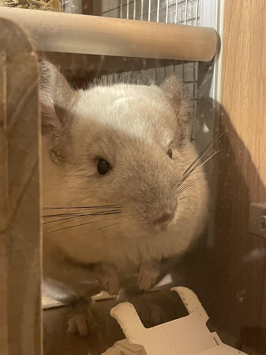 ChinchillaSoul's tweet photo. Hii 
#chinchilla #チンチラ https://t.co/kkrqSEKAVT