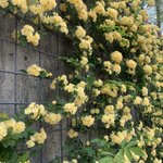 この花の名前はなに？炒り卵みたいな花の名前を教えて!