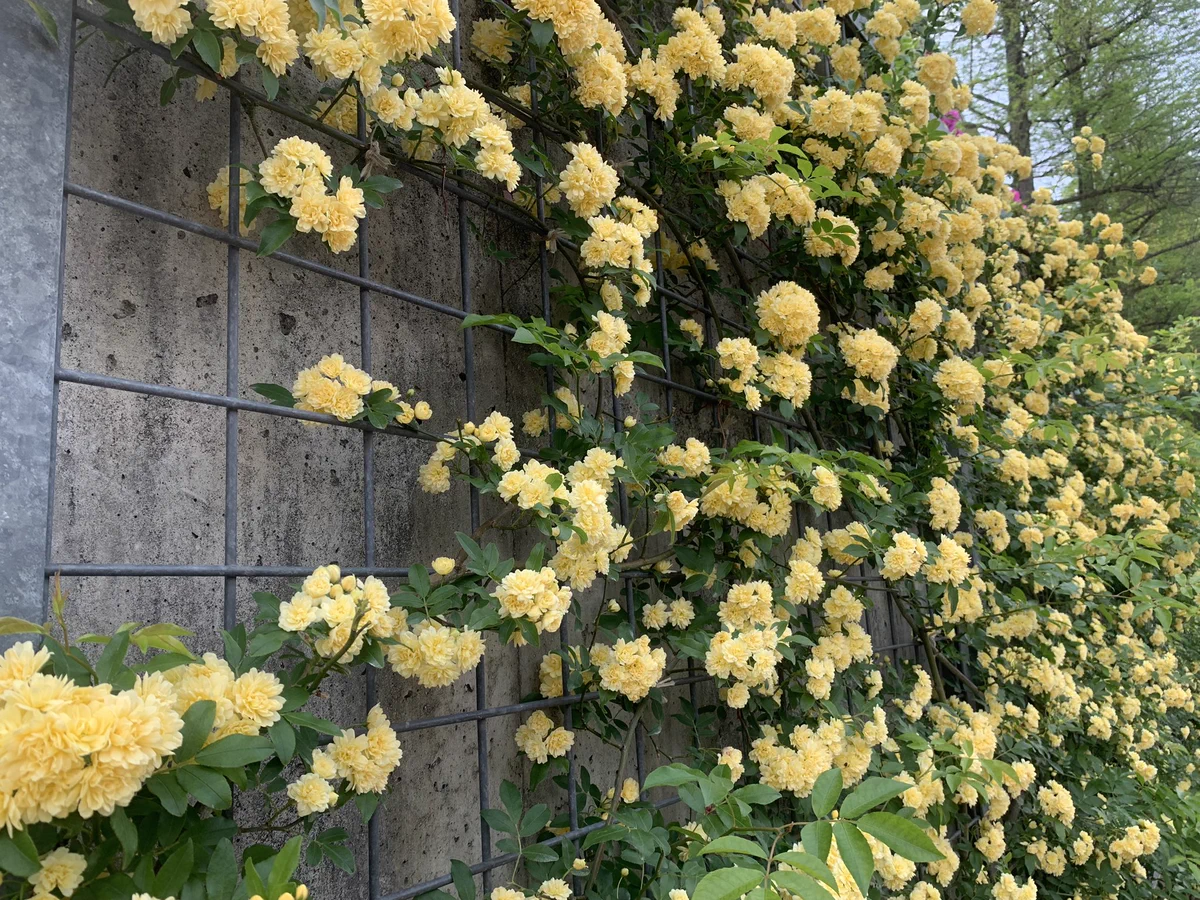 この花の名前はなに？炒り卵みたいな花の名前を教えて！