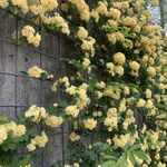 この花の名前はなに？炒り卵みたいな花の名前を教えて!