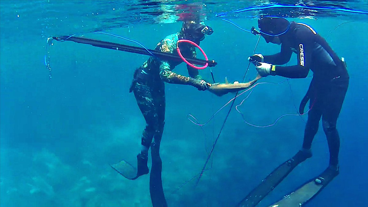 Dirty Diver Nada (@nadadecat) on Twitter photo 