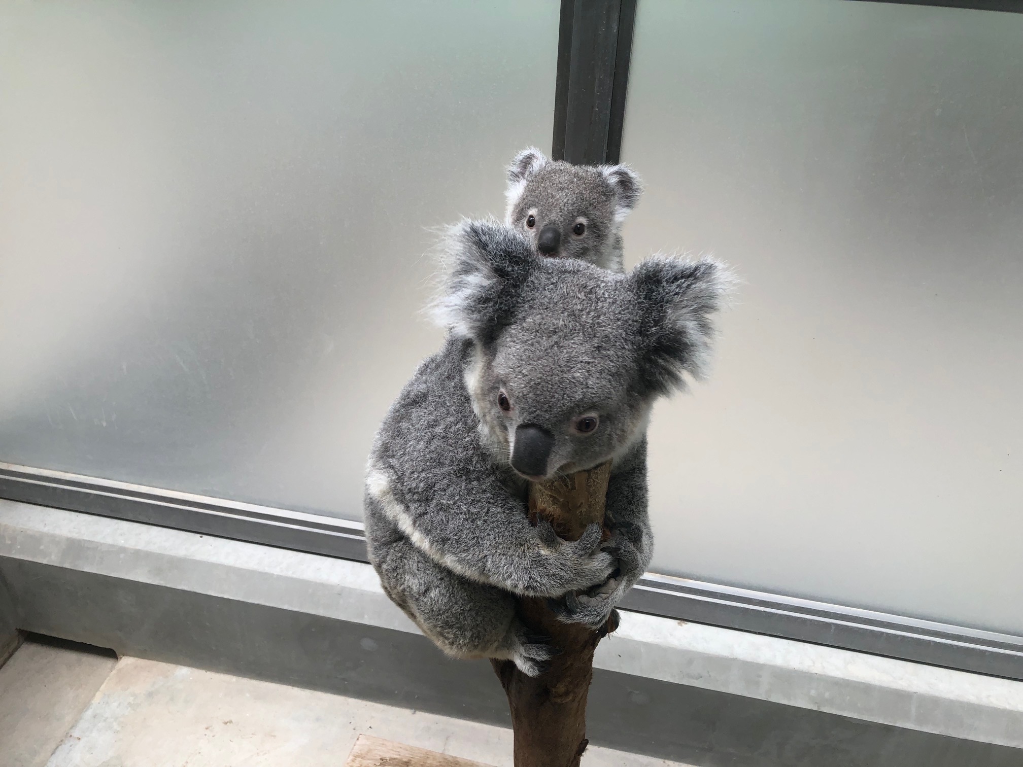 鹿児島市平川動物公園 on X: 