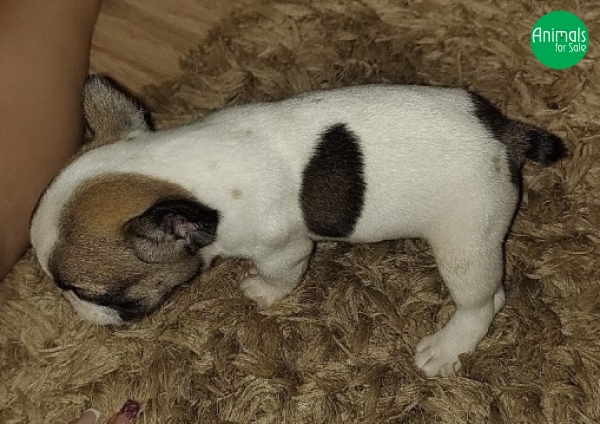 AnimalsfSale's tweet photo. ❤️- Filhotes de Bulldog Francês -❤️
- Anunciante: Emily
- Cidade: #MateusLeme / MG
- Entrega: retirar no local
- Valor: consultar
- Contato: 31993959255
Link: https://t.co/yNm8MsFWNs
#bulldogfrances #bulldog #Bulldogs #buldoguefrances https://t.co/6RQgkBCzO3