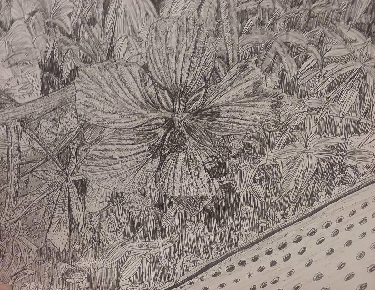 This is a drawing of a Texas star flower I did about 5 years ago. I really like how it turned out. #flower #flowerart #starflower #texasflower #penandink #pendrawing #inkdrawing #stippling