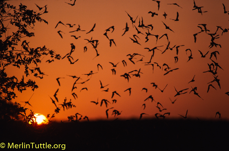 Happy #batappreciationday! We love seeing all your appreciation posts - keep sharing the #truthaboutbats all year round! They need our help, and we need them, remember #helpingbatshelpspeople. 🙏 🦇 ♥️ 🌍 #batsarecool #thanksbetobats #savethebats #nomenotree #bats