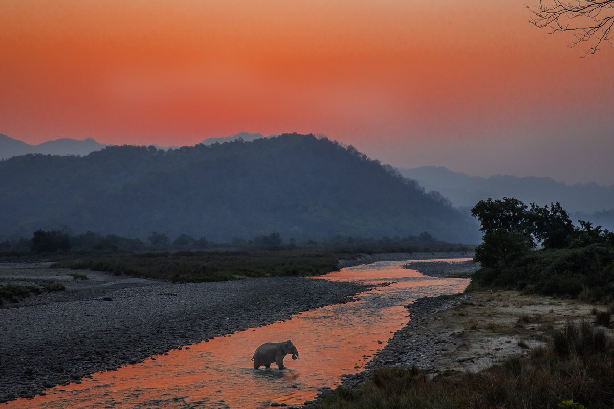 Udaivee25303125's tweet photo. A reflection of what an ideal #elephant landscape looks like. This is not just a crack of dawn but the dawn of human history. #Rivers will and always have been the arteries of our #planet
⁦⁦@rameshpandeyifs⁩
⁦⁦@skumarias02⁩
⁦@Saket_Badola⁩ https://t.co/4na6RaVEsz