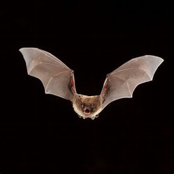 IanGrayEdmonton's tweet photo. Almost missed it! Happy International Bat Appreciation Day! https://t.co/JjeCWndYAh