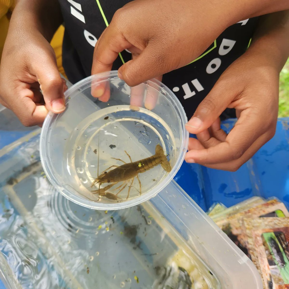 UrbanAdvSquad's tweet image. Ranger Kristy and Shannah from @KenAqGardens led #SquadMembers  in some hands-on species identification today at Kenilworth Aquatic Gardens. We saw crayfish, tadpoles, mayflies, snails, and more!

#JuniorRangerAdventureSquad
#ThisIsOutdoorLearning 
#CityAsAClassroom