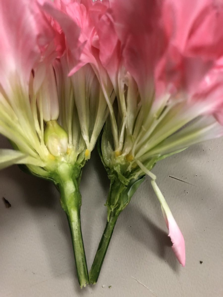 Diana Mitchell tweet media