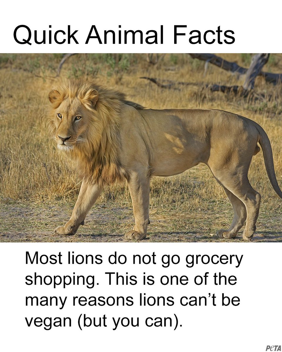 peta's tweet photo. Bonus fact: Lions don’t have internet, so they can’t sign up for a free vegan starter kit (but you can) 👉 https://t.co/jO8k5MLLtr https://t.co/d3QHxJlLCI