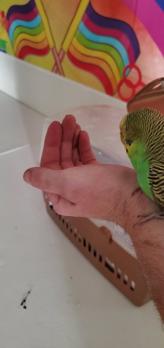 LivewireWolf_AD's tweet photo. Such a weird day at work. Went to work and came home with a parakeet that's clearly someone's pet. Going to try and find there parents and get her back home hopefully. https://t.co/tUm61RToCT