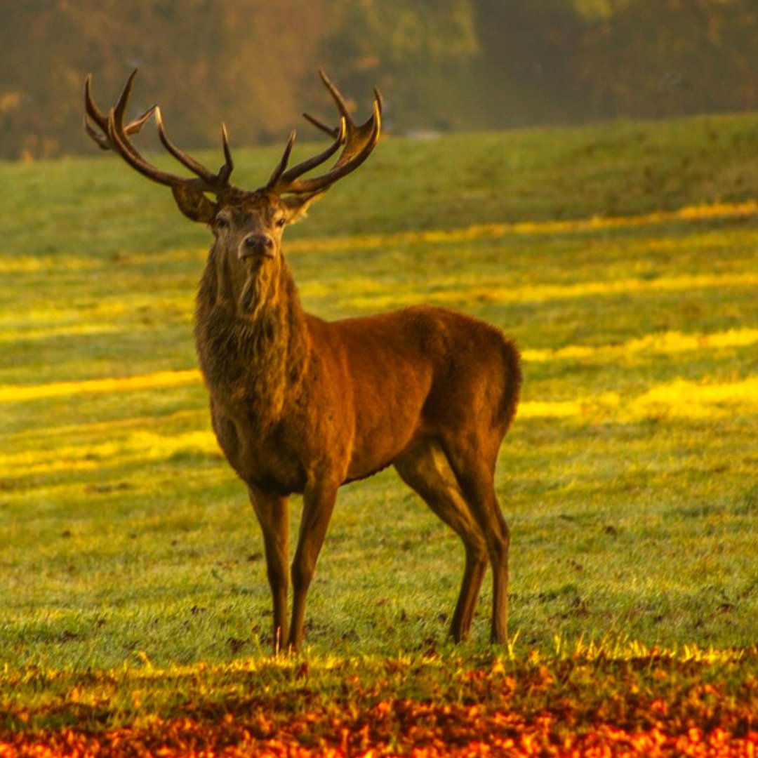 SisterhoodofAva's tweet photo. "...And on the day that he set out for Caer Dathyl, Blodeuwedd walked in the Court. And she heard the sound of a horn. And after the sound of the horn, behold a tired stag went by, with dogs and huntsmen following it...."
https://t.co/aNZmbglGBk
#blodeuedd #mabinogi #stag https://t.co/Tb0FqYckxz