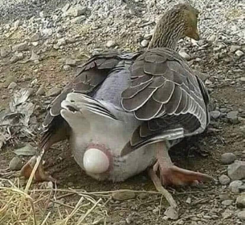 Lia De Sousa tweet media