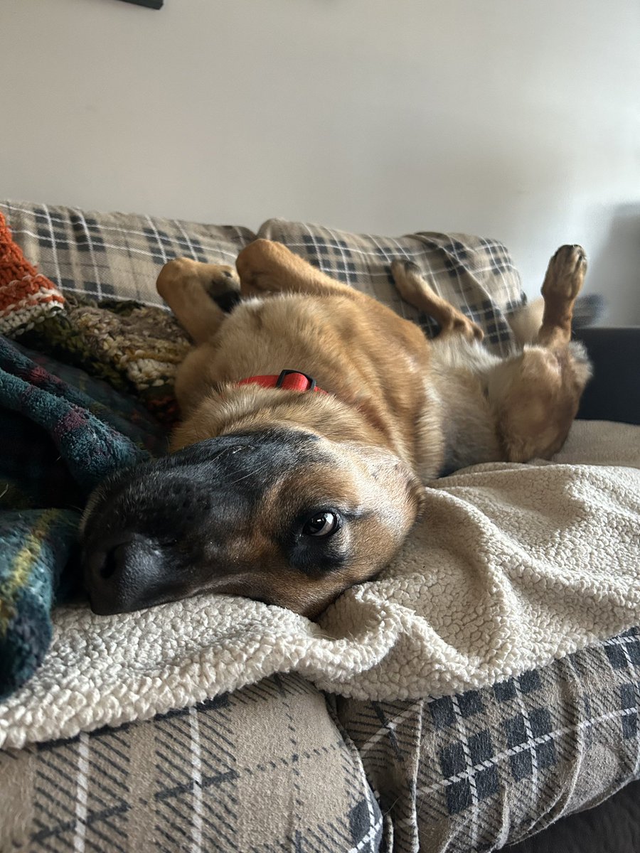 WsRiedel's tweet image. It's all about that work/life balance @DogsOfTurf #DogsofTurf #GSD