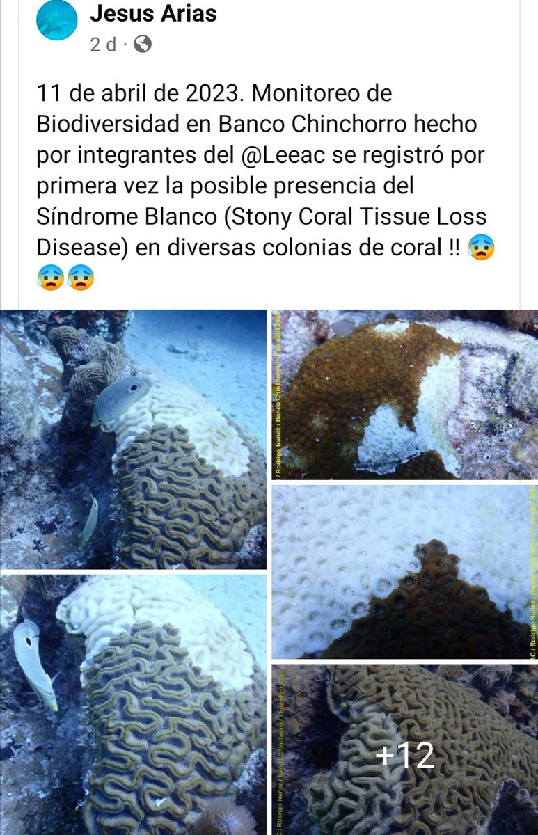 ⚠️ Sadly,  the presence of the stony coral tissue loss disease #SCTLD has been reported for the first time in the Atoll Banco Chinchorro, Mexico, after 5 years when it started to spread throughout the Caribbean. 🧵1/n