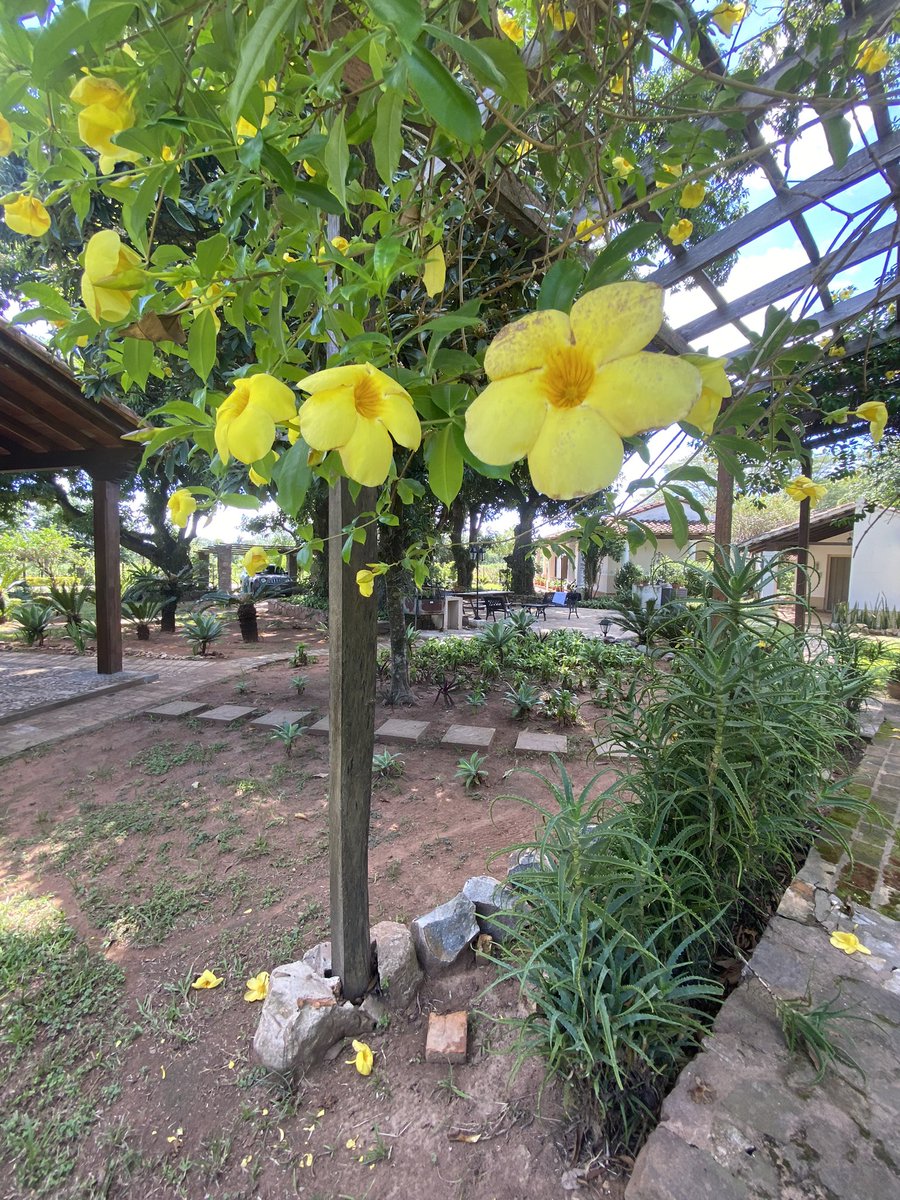 Grisel_Gonzalez's tweet photo. Después de unos días maravillosos, paso a recomendar este lugar en Quyquyho. Se llama Hotel del Pueblo. 100/100 recomendado para turistear y perderse un poco en lo hermoso de Paraguay 🧡 https://t.co/KR8hPpG6kc