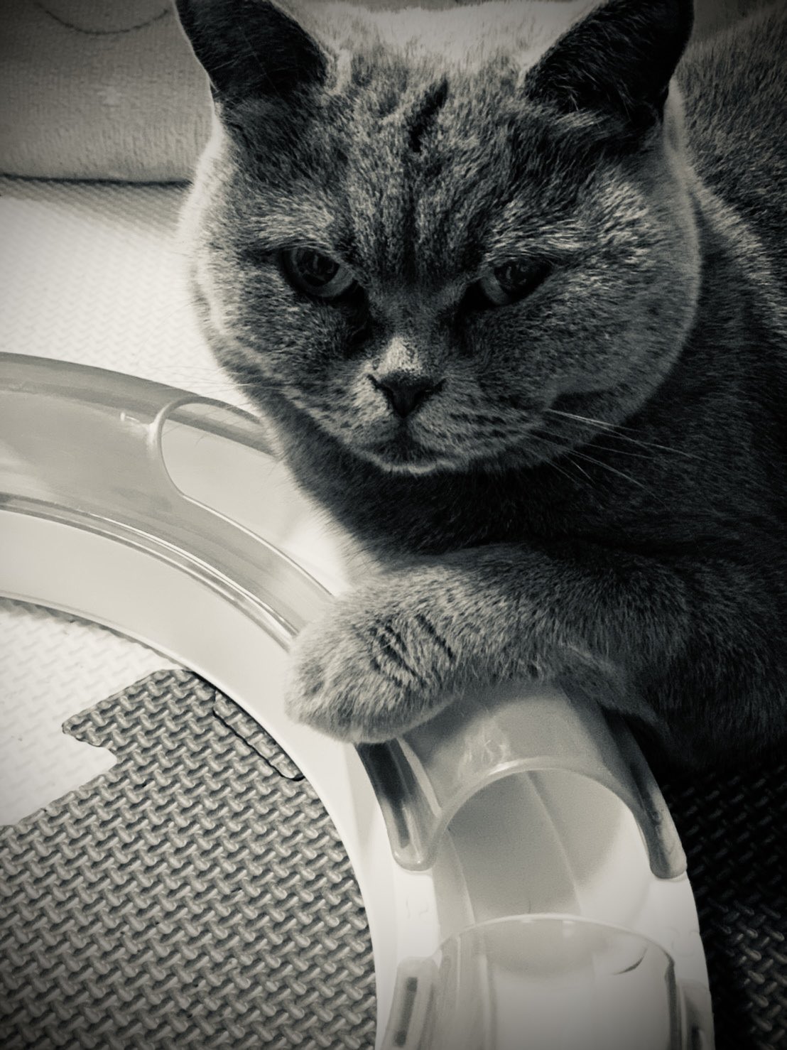 ❤︎ネコ好きかよちゃんページ❤︎ ねこが好き - Search / X