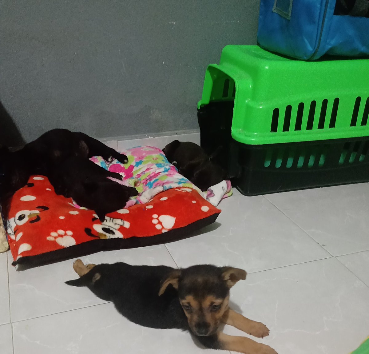 Alina_Gag's tweet photo. Comparto texto y fotos de @arireyes192 (info con ella 🌟)

Somos Akira ,froggy ,colt y pucca ,nos abandonaron en una cajita de cartón en la puerta de de la casa de la humana,no recordamos si eramos más por qué solo nos encontró a nosotras (puras hembras ) nos pusimos malitas y https://t.co/vsXAfbdal1